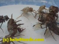/home//u458753944/public_html/sourcegallery//////////////////////////////////////////Insects and small critters/silliness/P1040997.JPG